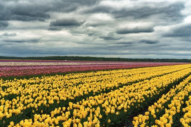Expansive tulip fields with vibrant yellow, pink, and magenta flowers under a dramatic sky in Tyszkowicze, Belarus.